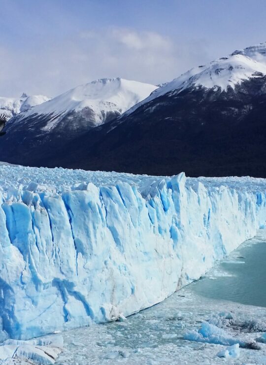Argentine