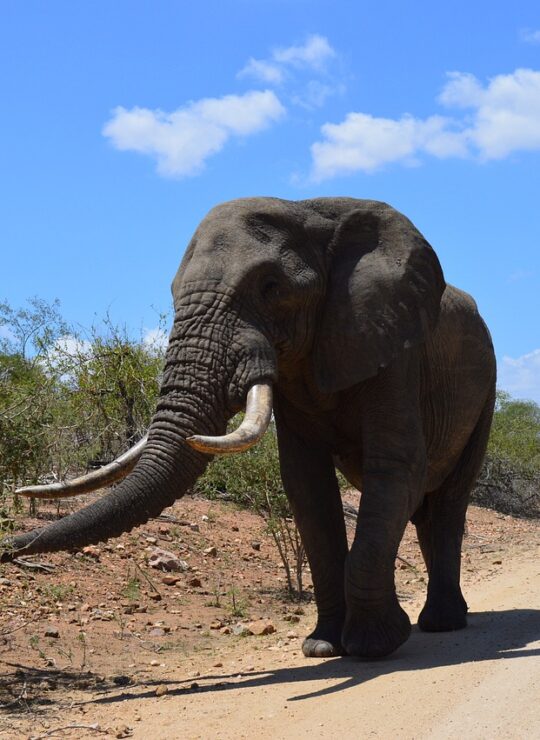 Afrique du Sud